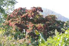 Terminalia myriocarpa